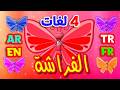 الفراشة باللغات الأربع العربية الإنجليزية التركية الفرنسية قناة بلبل  