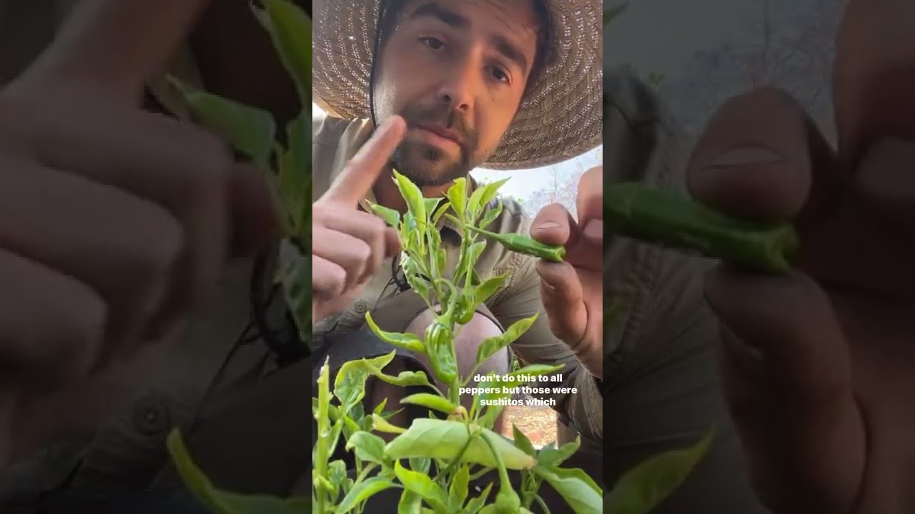 Should You Top Your Peppers It Depends 