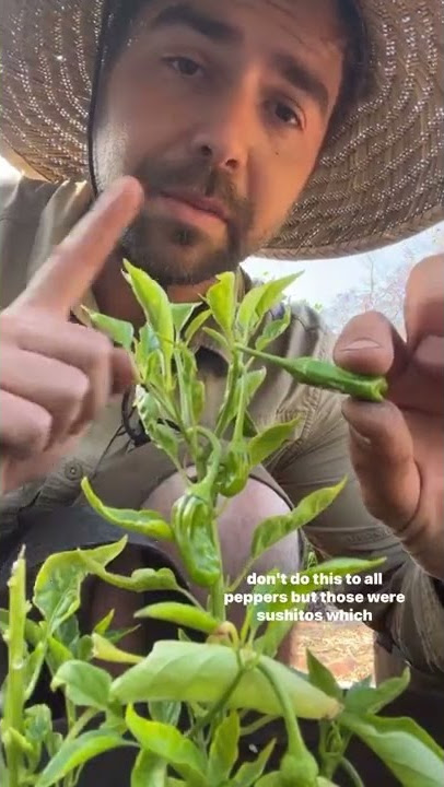 Should you top your Peppers? It Depends!