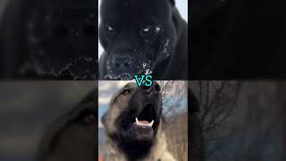 wolf VS DOBERMAN,pitbull, kangal Turkish, rottweiler, #shortsvideo #dog #viral #youtubeshorts