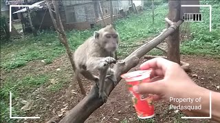 Monyet ini Minum AL*-AL* Rasa Strowbery, Dan ini Reaksi nya....