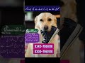آرمی ڈاگ سنٹر کے تربیت یافتہ کھوجی کتوں کا بہترین ادراہ 03457961818 0456200085 03007961918