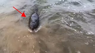 Giant Beaver Attacked Me On The River