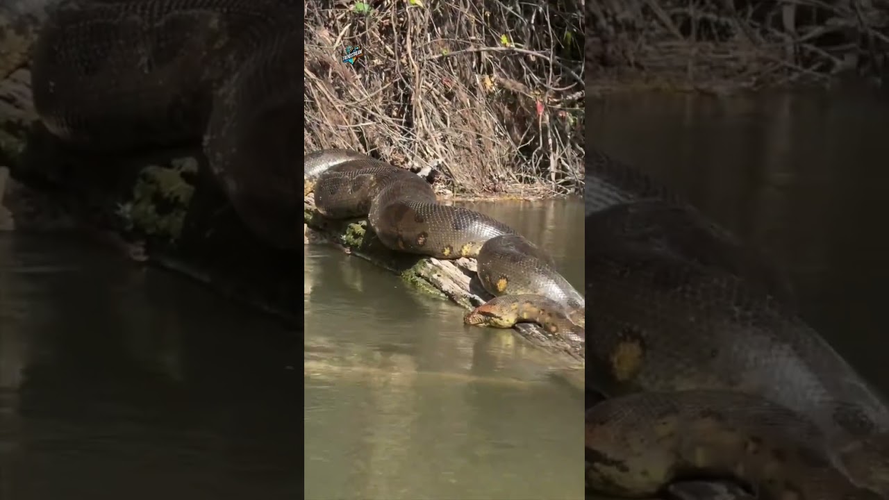 Размер этой анаконды 😳🥹 #trendstream |