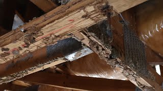 How Bad Can Termites Get? This Property Tells Everything