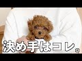 【子犬の選び方】もう迷わない、私が相性の合う子犬と出会えた３つの理由