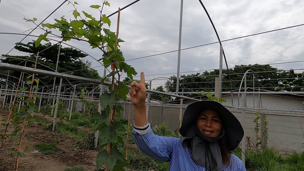 #การตัดแต่งกิ่งองุ่นขึ้นค้าง