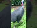 Injured cassowary chick reunited with dad | ABC News