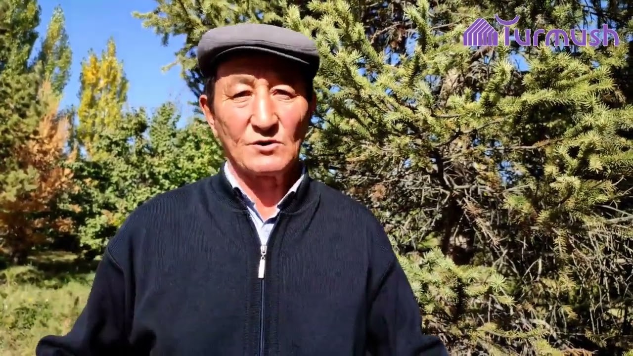 Тобурчактан кантип карагай өстүрсө болот? Ак-Талаадагы токойчулар анын сырын айтып беришти