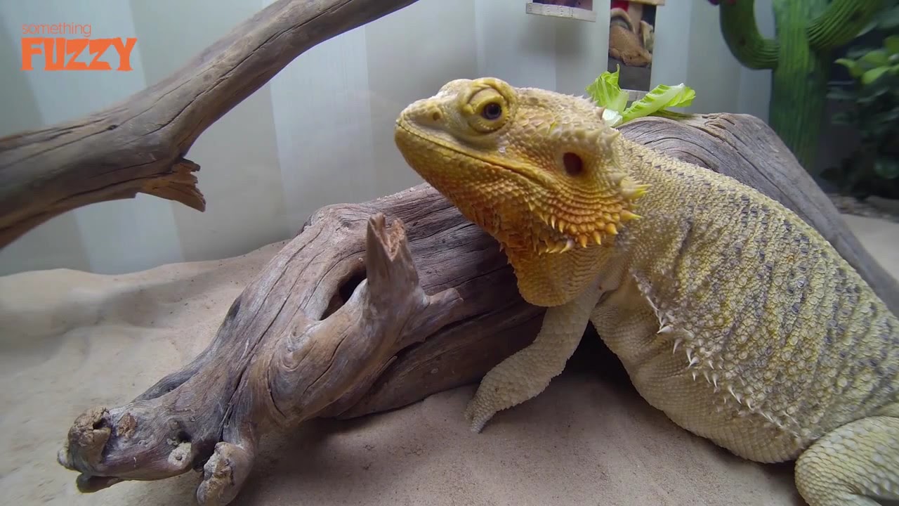 How To Train Your BEARDED Dragon Something Fuzzy! YouTube