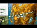 Kelp foliar spray actually works  im a believer  week 6