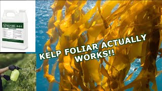 Kelp Foliar Spray Actually Works - Im A Believer - Week 6