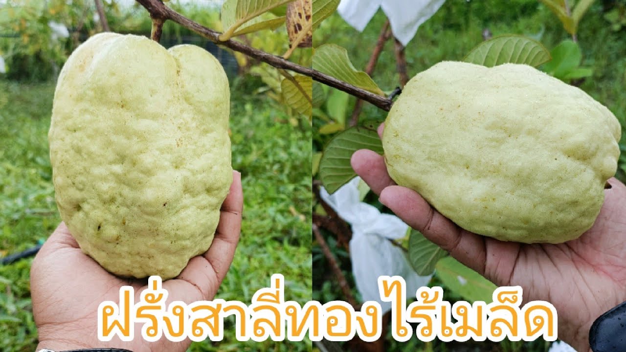 ฝรั่งสาลี่ทองไร้เมล็ด-ฝรั่งไร้เมล็ด-big guava-guava seedless-พาชมฝรั่งสาลี่ทองไร้เมล็ด ลูกโตๆผลใหญ่ๆ