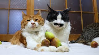 いちじくのせ猫 251102 - YouTube