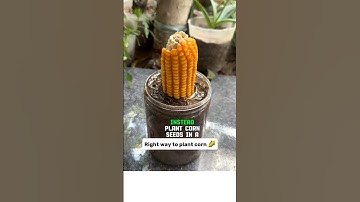 He Buried a Whole Corn Cob! 🌽 The Right Way to Grow Corn Seedlings #shorts #agriculture #planting
