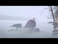 Eagle and Raven --Deer's Winter