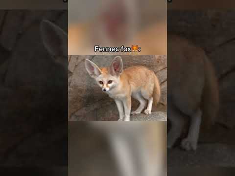 Cute Exotic Animal U Can Actually Own as Pet 😍  #shorts  #viral #ytshorts