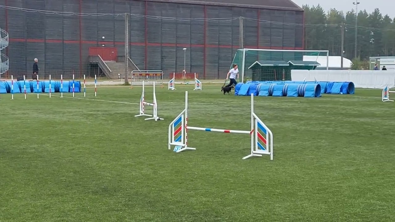 Agilitytävling på Siljan Open 2025 och Folke tar sin första SM-pinne 