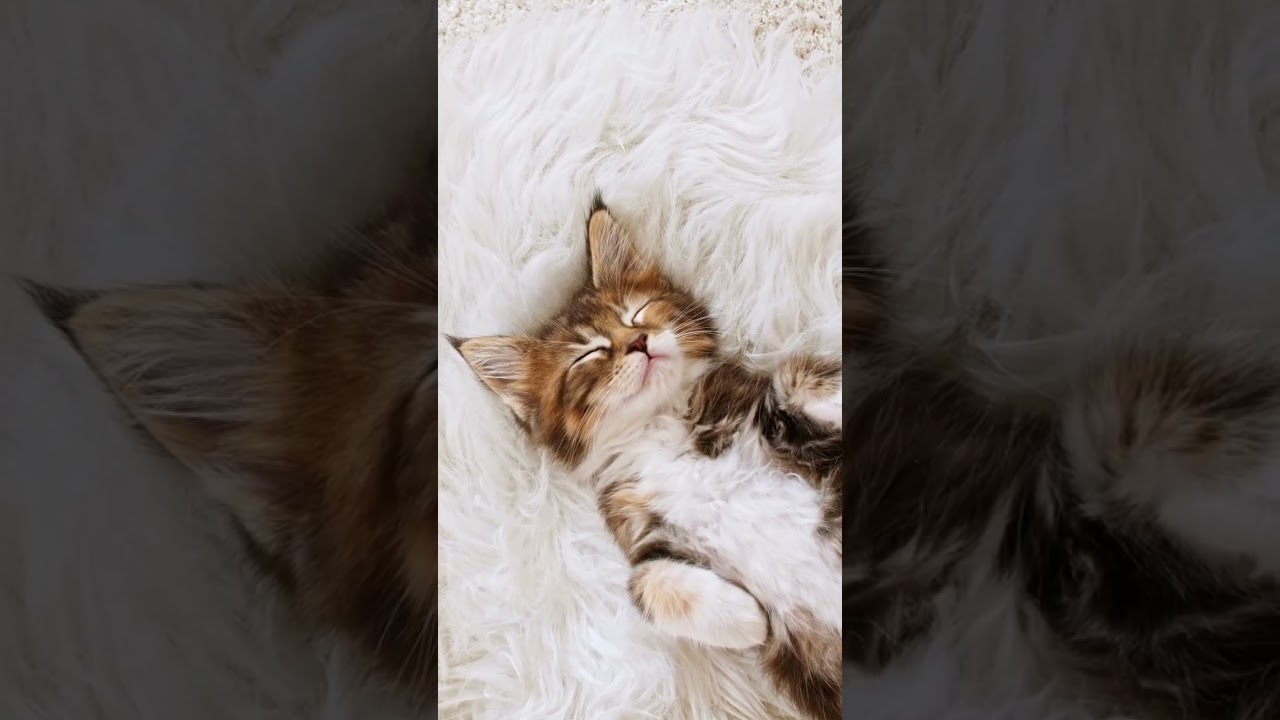 Why Do Cats Like Laying Around with Feet Up