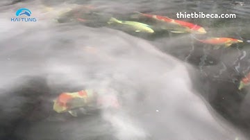 Máy Tạo Khói 5 Đầu - Tạo khói Tiểu Cảnh, Cảnh Quan, Hồ Koi