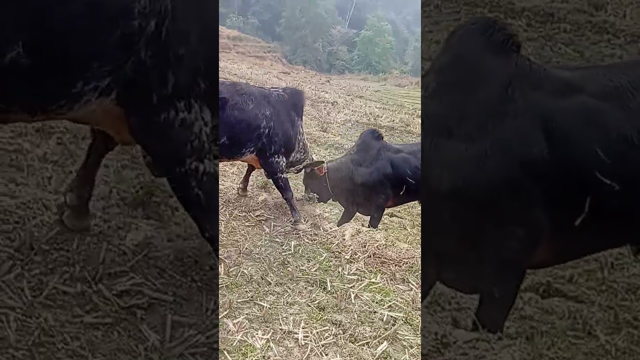 Gajuwa V/S Jhule goru ko ox fighting 
