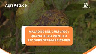 Agri Astuce Maladies Des Cultures, Quand Le Bio Vient Au Secours Des Maraichers