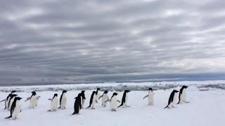 А где то у экватора...расправив спины ,бегают пингвины!