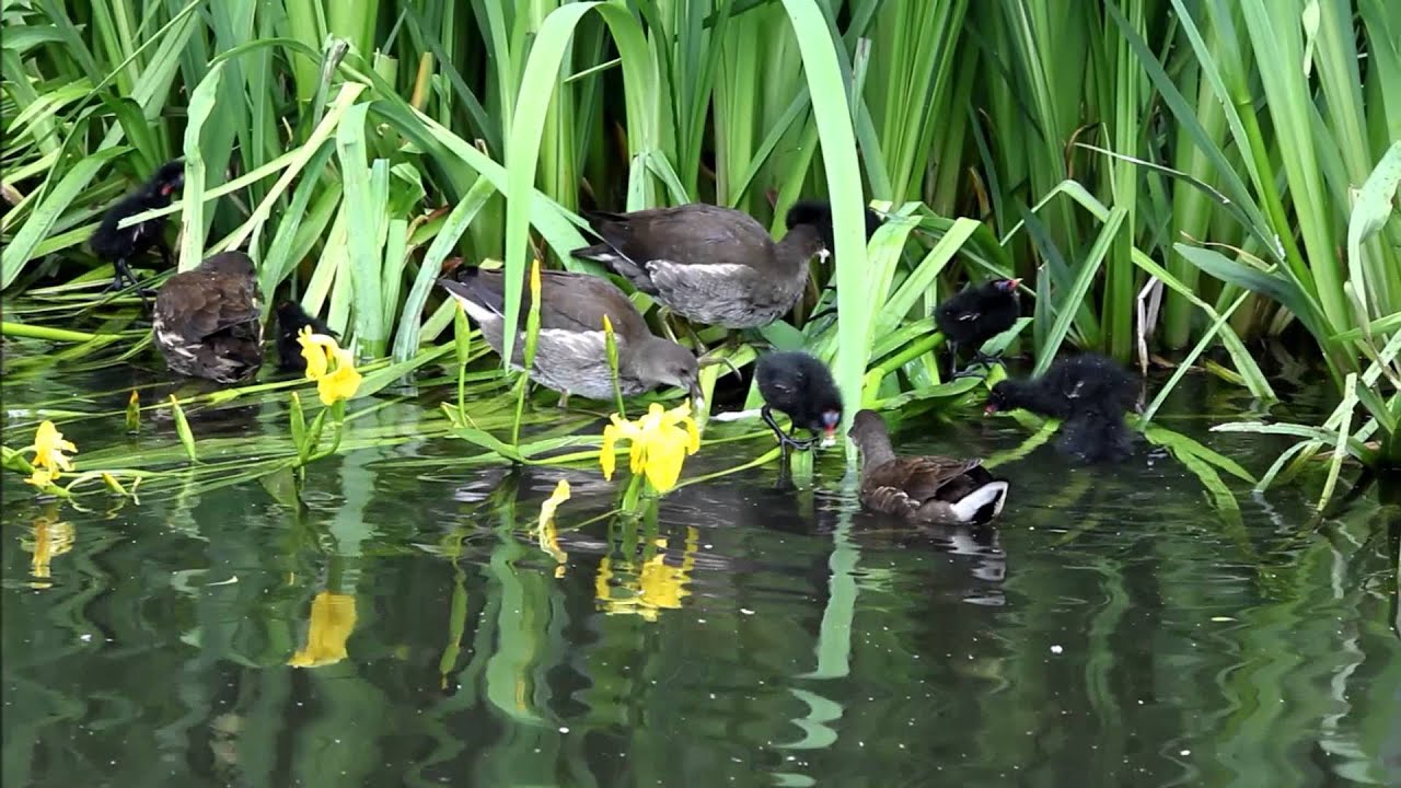 Glossop moorhens June 17, 2013