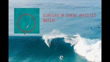 Dji Spark catches surfers shred Shark-infested water