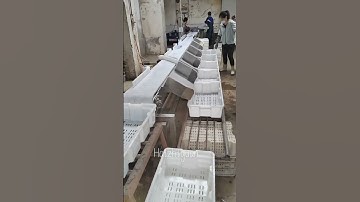 Ribbonfish weight sorting machine #seafood #seafoodprocessing #fish #fishing #food