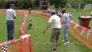 2012 Dearborn Mutt Strut raises more than $80K