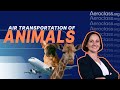 Air transportation of animals  aeroclass lessons