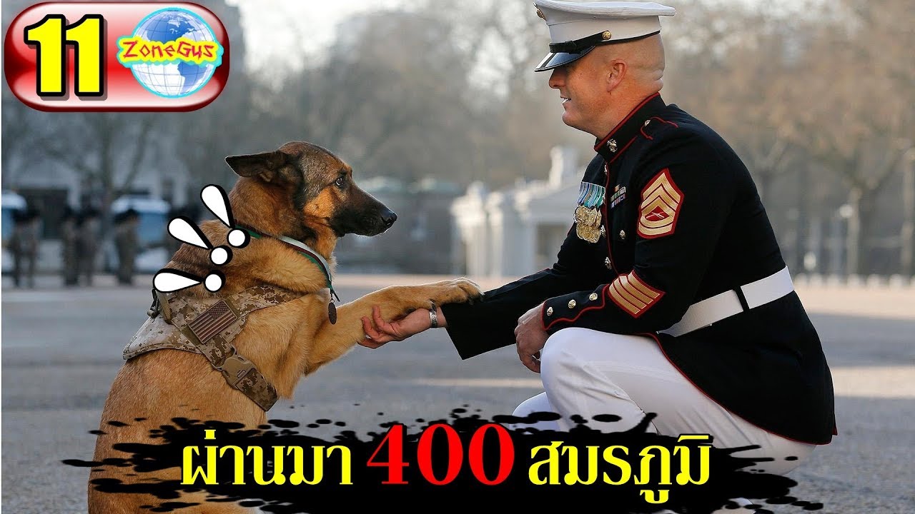 สงคราม หมา แมว 2022 Update 11 สัตว์ที่ได้รับเหรียญกล้าหาญจากสงคราม จนโลกต้องจดจำ | Top 11 Historically Famous Animals