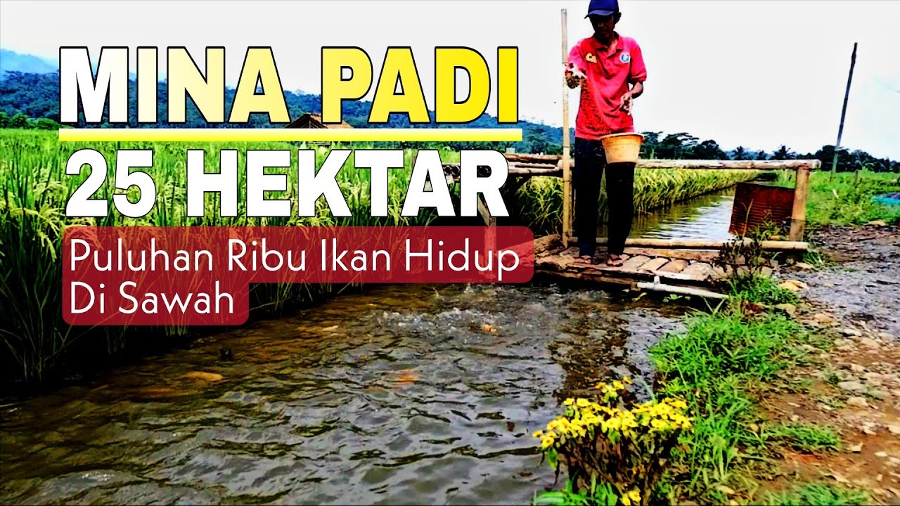 25 Hektar Sawah Mina Padi di Jawa Tengah, Puluhan Ribu Ikan di Tebar
