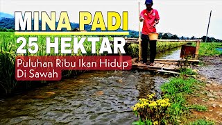 25 Hektar Sawah Mina Padi di Jawa Tengah, Puluhan Ribu Ikan di Tebar
