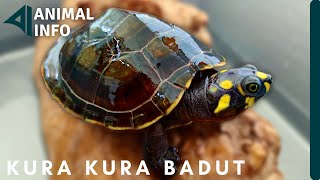 Cara Merawat Kura Kura Badut ( podocnemis Unifilis ) untuk Pemula dan Info Penting Tentang Unifilis