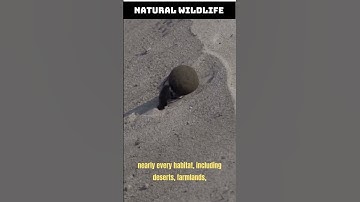 The Most Series #1: Dung beetles _ The strongest insect in the World #shorts
