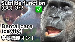 Report. Results of Genki's latest dental treatment. Mom GorillaMomotaro family. Subtitle function