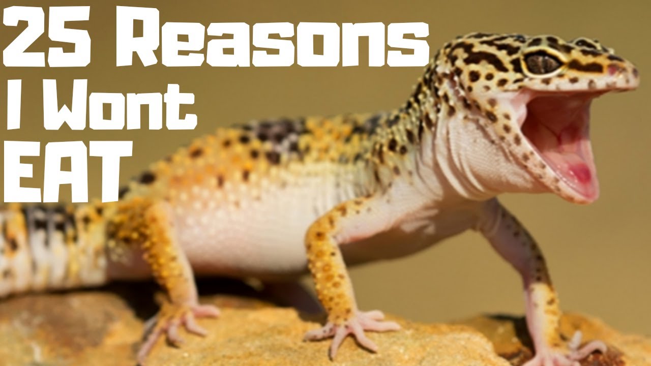 leopard-gecko-not-eating-25-reasons-why-youtube