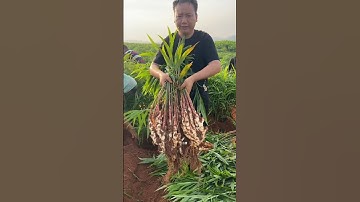 Tehnik Tanam Jahe Panen Melimpah #shorts #tanamjahe #jahe