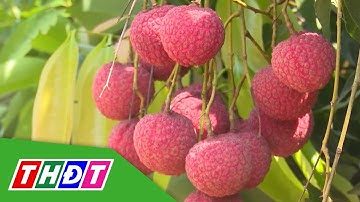 Nhiều quốc gia tăng mua vải thiều Việt Nam | THDT