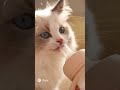Baby Feeds Ragdoll Kitten 🍼 | Cute Baby & Kitten Moments
