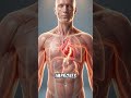 This Happens Inside Your Body When You Drink Coffee ☕ #coffee #bodyscience #health