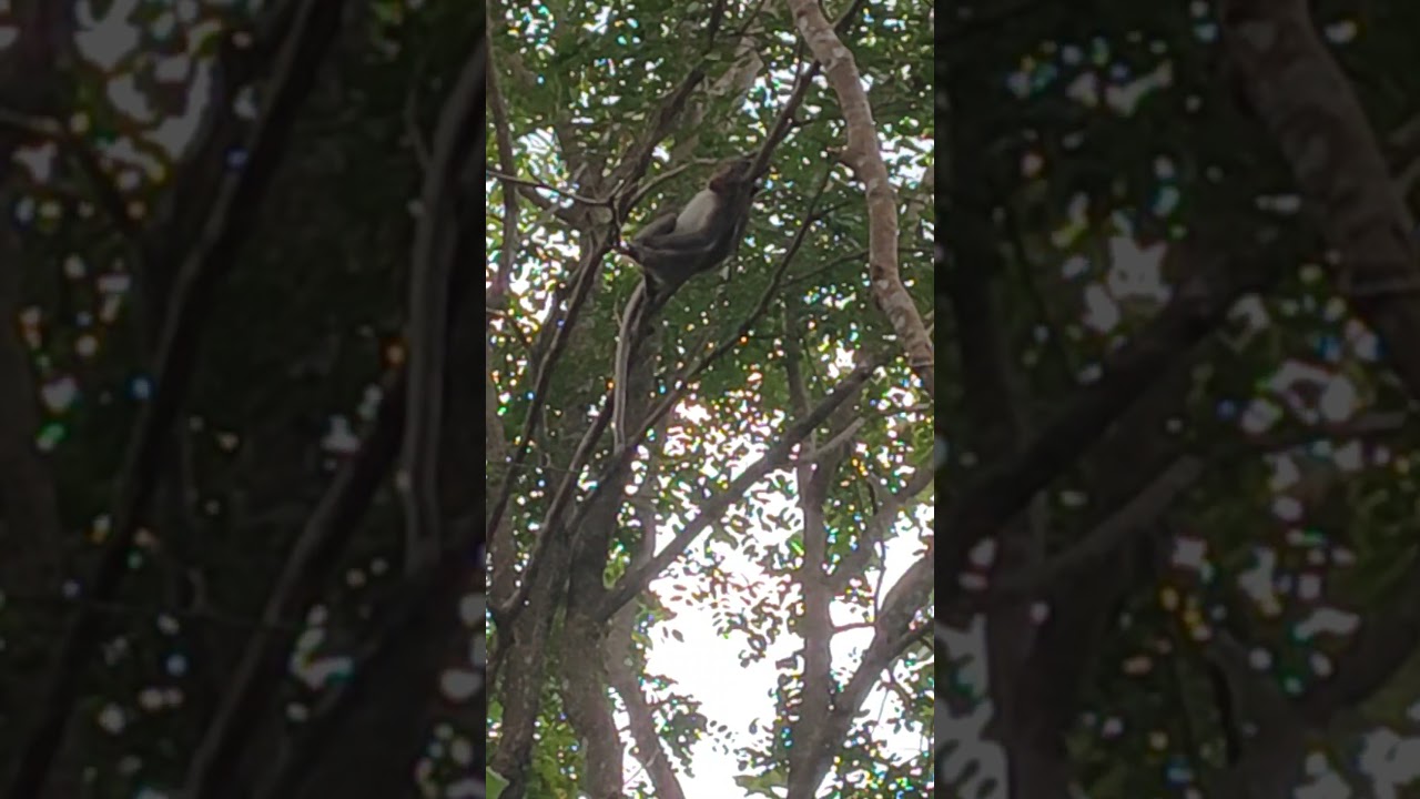 The monkey Sleep on Tree no sade #1million