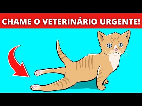 Vídeo: O que faz com que o cabelo de um cachorro fique branco?