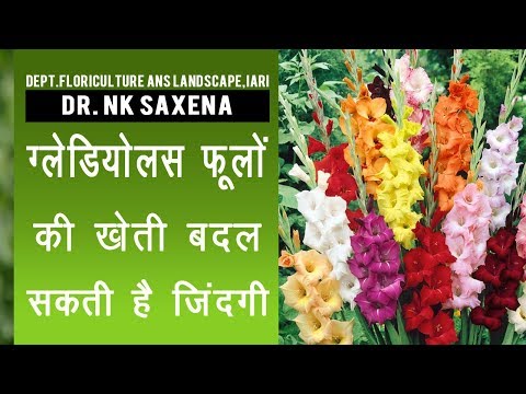 वीडियो: एस्टिलबा (63 फोटो): खुले मैदान में फूलों की रोपाई और देखभाल, बीमारियों का विवरण। पौधे को कैसे खिलाएं? उरल्स में प्रजनन के तरीके और खेती की विशेषताएं