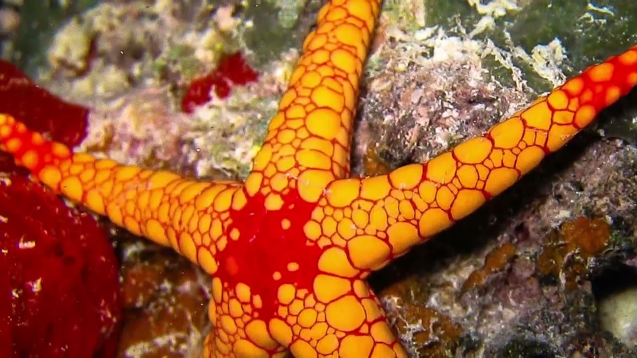 Malediven 2004 - Tauchsafari