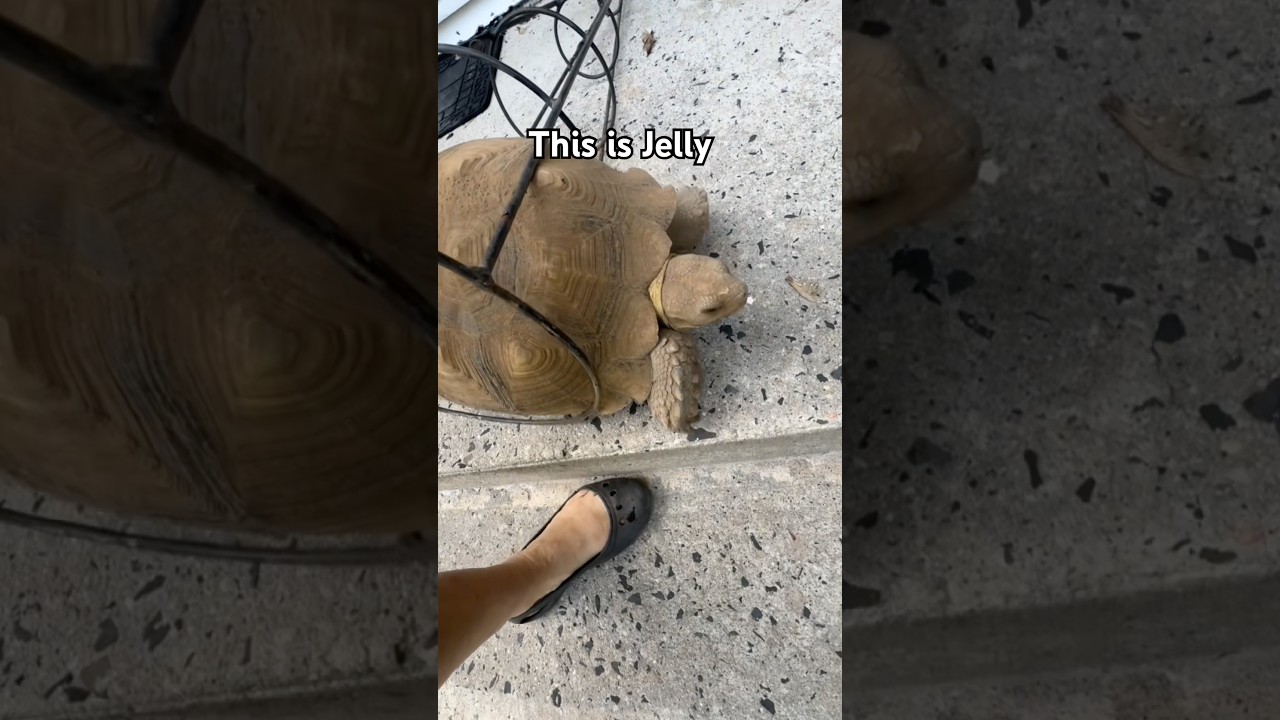 Jelly is fine now! #sulcatatortoise #sulcatalife John used a power tool cutting wheel to  release