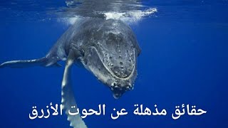 حقائق مذهله عن ... الحوت الازرق 