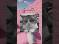 The Story Of Jellie 